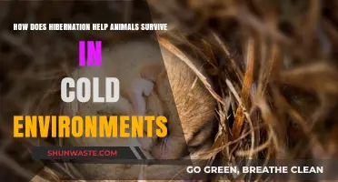 Hibernation's Survival Secrets: How Animals Thrive in Cold Climates