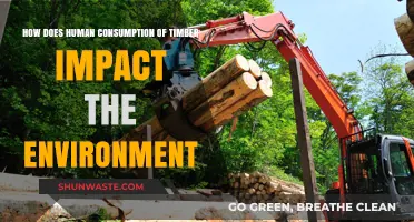 Timber Consumption: Environmental Impacts and Sustainable Alternatives Explored