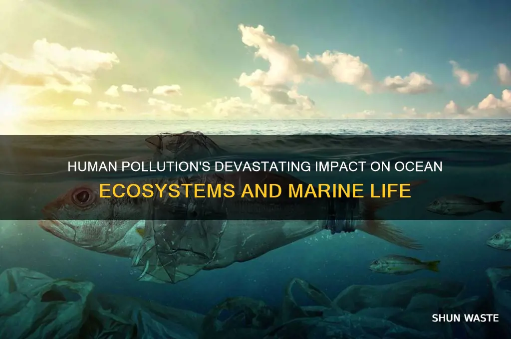 how does human pollution affect the ocean environment