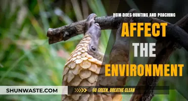 Hunting and Poaching: Devastating Impacts on Ecosystems and Biodiversity