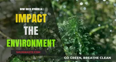 Hydrilla's Environmental Impact: Ecosystem Disruption and Ecological Consequences Explained