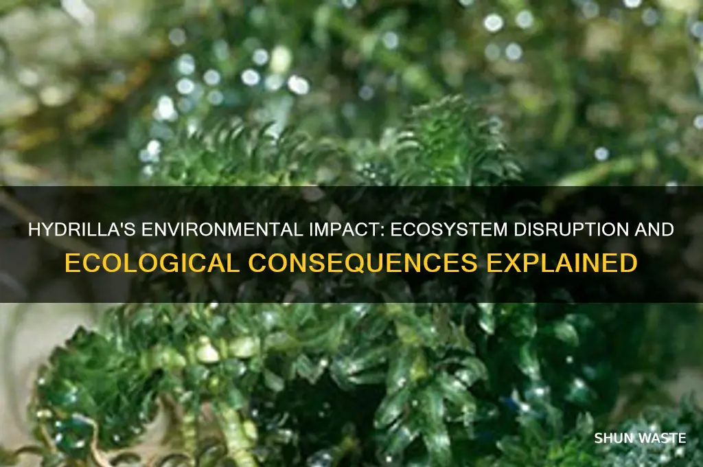 how does hydrilla impact the environment