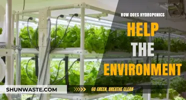 Hydroponics: A Sustainable Solution for Eco-Friendly Food Production