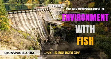 Hydropower's Impact: How Dams Disrupt Fish Ecosystems and Migration