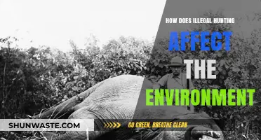 Illegal Hunting's Devastating Impact on Ecosystems and Environmental Balance