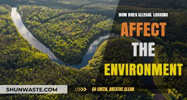 Illegal Logging's Devastating Impact on Ecosystems and Climate Change