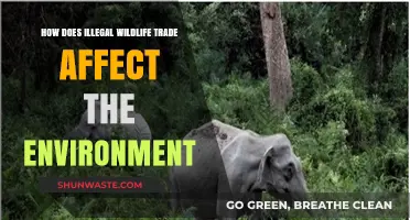 Illegal Wildlife Trade: Devastating Environmental Impacts and Ecosystem Disruption