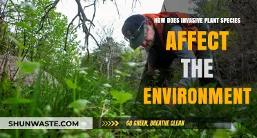 Invasive Plants: Environmental Impacts and Ecosystem Disruption Explained