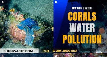 Water Pollution: A Bleak Future for Corals