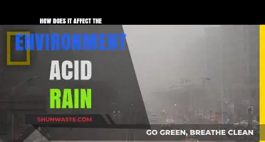 Acid Rain's Environmental Impact: Causes, Effects, and Solutions Explained