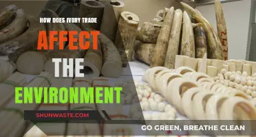 Ivory Trade's Devastating Impact on Ecosystems and Wildlife Conservation