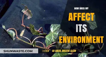 Ivy's Environmental Impact: Benefits, Challenges, and Ecosystem Influence Explained