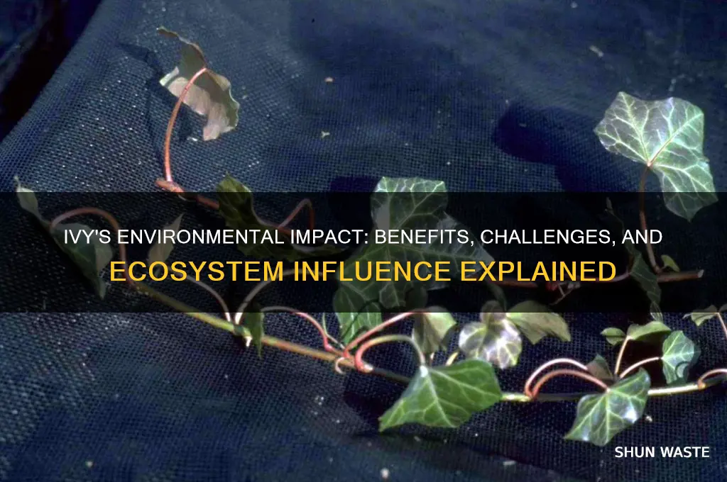 how does ivy affect its environment
