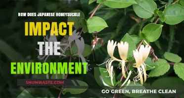 Japanese Honeysuckle's Environmental Impact: Invasive Species or Ecological Threat?