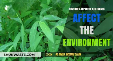 Japanese Stiltgrass: Environmental Impacts and Ecosystem Disruption Explained