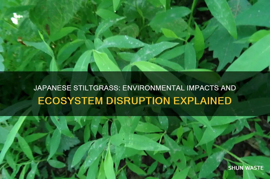 how does japanese stiltgrass affect the environment