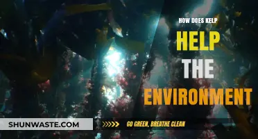 Kelp's Environmental Impact: How Seaweed Forests Heal Our Planet