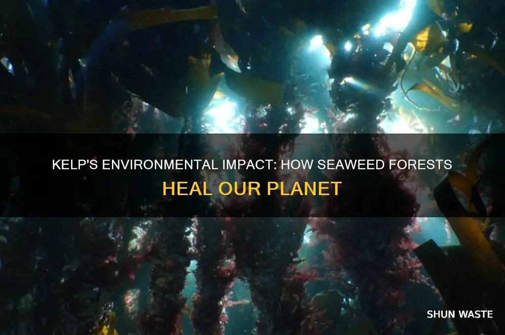how does kelp help the environment