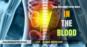 Understanding Kidney Function: How Kidneys Filter Waste from Blood