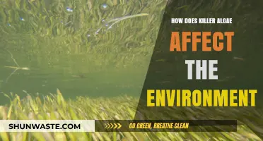Killer Algae's Devastating Impact on Ecosystems and Environmental Health