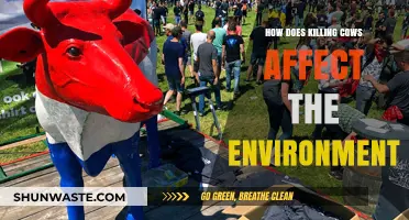 Killing Cows: Environmental Impact of Beef Production and Climate Change