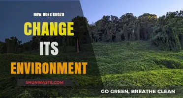 Kudzu's Invasive Impact: Transforming Ecosystems and Altering Environments Rapidly