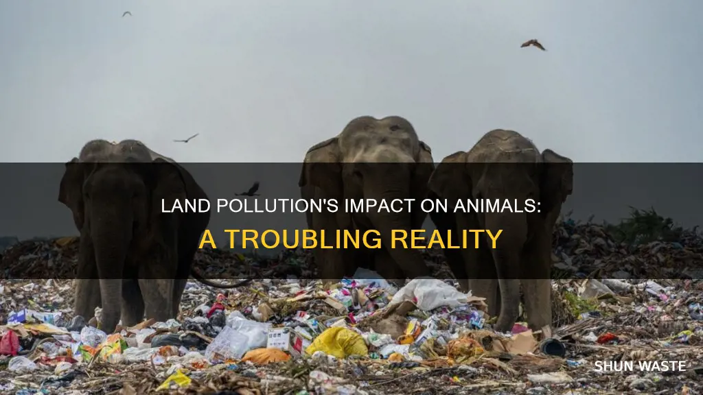 how does land pollution affect animals