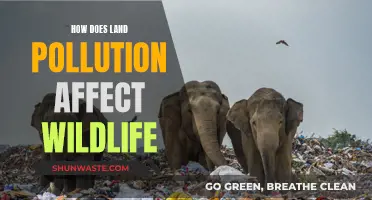 Land Pollution's Impact on Wildlife: A Troubling Reality