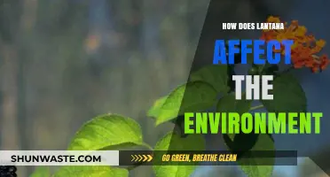 Lantana's Environmental Impact: Invasive Species, Biodiversity, and Ecosystem Disruption