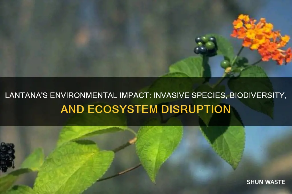 how does lantana affect the environment
