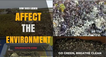 Lichen's Environmental Impact: Unveiling Its Role in Ecosystems and Beyond