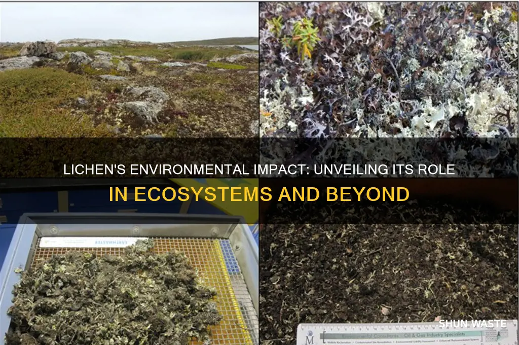 how does lichen affect the environment