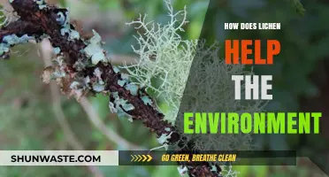 Lichen's Vital Role: Boosting Ecosystems and Environmental Health Naturally