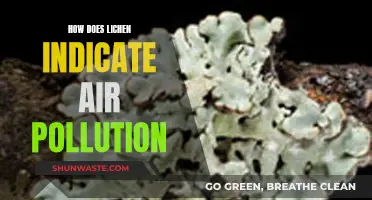 Lichen: Nature's Air Pollution Indicator