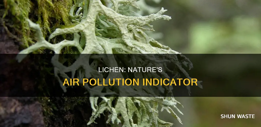 how does lichen indicate air pollution