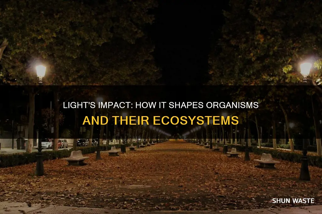 how does light affect organisms in their environment