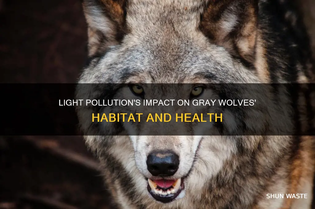 how does light pollution affect a gray wolf