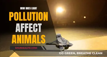 Light Pollution: Impacting Animal Behavior and Health