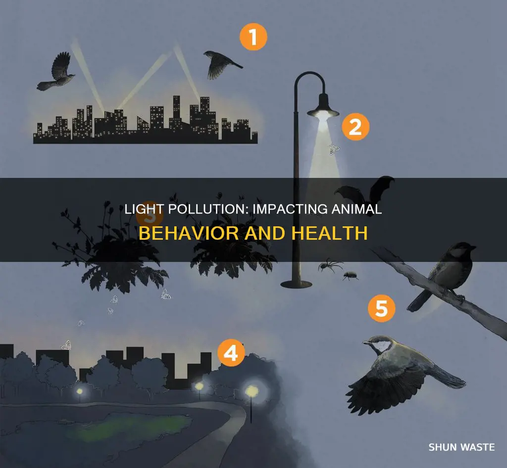 how does light pollution affect animals