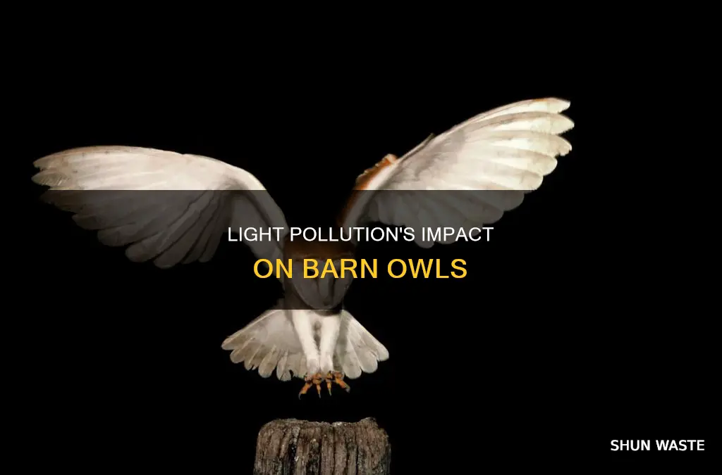 how does light pollution affect barn owls