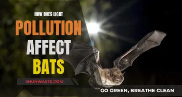 Light Pollution's Impact on Bats: Understanding the Threat