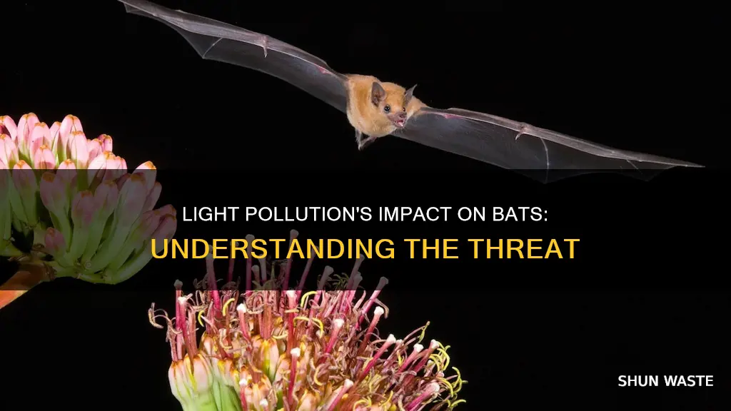 how does light pollution affect bats