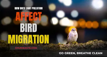 Light Pollution's Impact on Bird Migration Explained