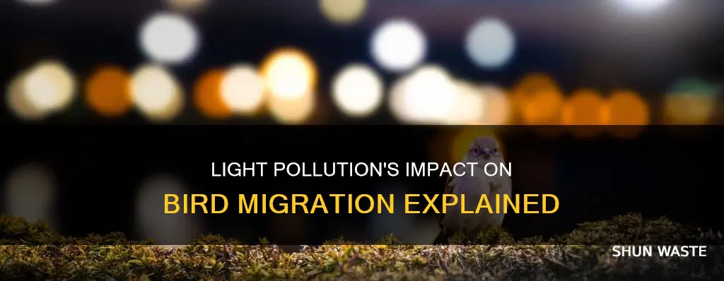 how does light pollution affect bird migration