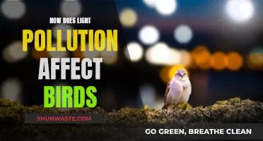 Light Pollution: Birds' Disrupting Night Sky