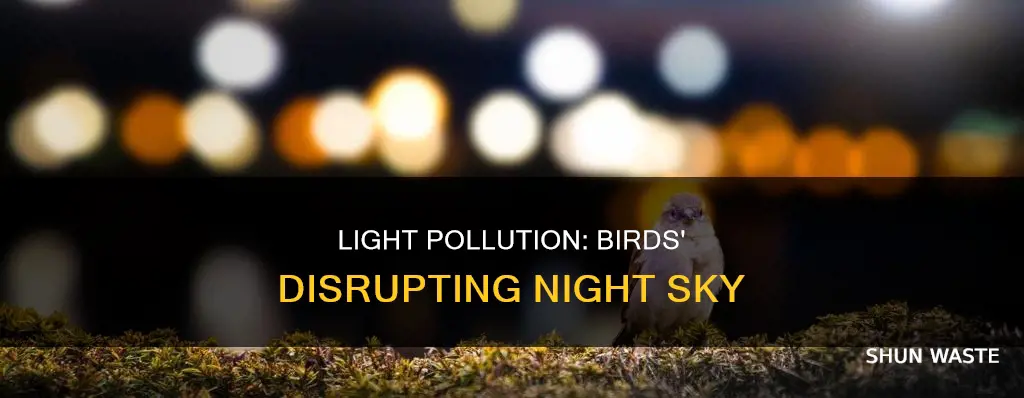 how does light pollution affect birds