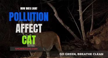 Light Pollution: Cats' Eyes in Danger