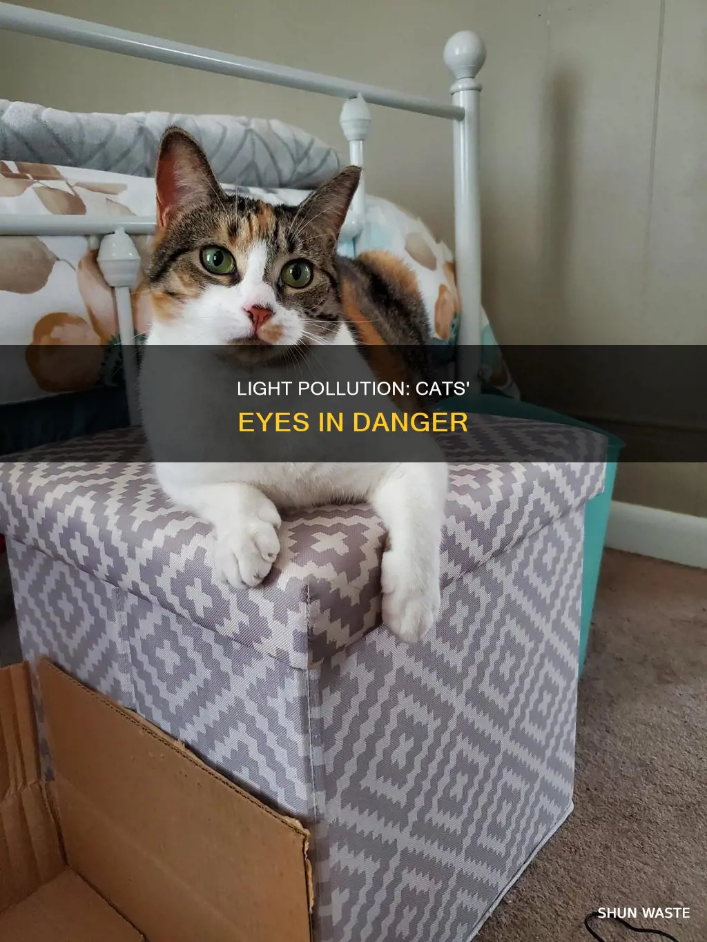 how does light pollution affect cat