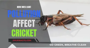 Cricket's Nighttime Woes: Light Pollution's Impact