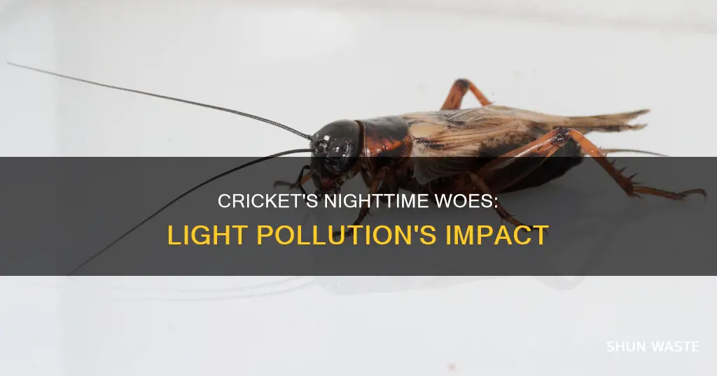 how does light pollution affect cricket